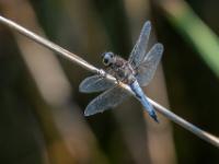 Spitzenfleck Libelle Männchen